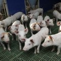 Kehtna vald on Rey sigadele sööta ostnud 18 700 euro eest