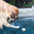VIDEO | Võimatu missioon: kui pall basseini lendab, on koertel suur mure majas