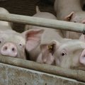 Фермеры недовольны действиями государства в борьбе с африканской свиной чумой