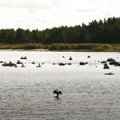 Остров Аэгна с девственной природой и потрясающей историей находится фактически в центре Таллинна