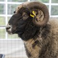 Avatud talude päev 2023: Muhus on võimalik külastada ainulaadset lambafestivali 