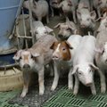 Eesti seakasvatajad: Eraladustamise abi toetab lihatööstuseid, mitte seakasvatajaid