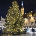 Таллинн ищет главную рождественскую ель города. Владелец подходящего дерева, отзовись!