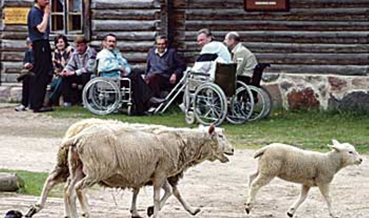 Tallinna kodutud ja jakobsoni lambad: No kolm-neli inimest tänastest reisijatest ikka ehk veel järje peale saab, pakub keegi. Ingmar Muusikus