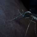 VIDEO: Niimoodi ründab malaaria inimese organismi