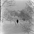 „Мороз постарался на славу“. 45 лет назад Эстонию накрыла стужа, температура понизилась до –40 градусов