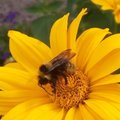 Suvi täis rohkeid mesilasi