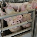 Свиная чума в Латвии: министр требует ввести чрезвычайное положение