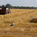 Eestis saadi tänavu rekordiline teraviljasaak
