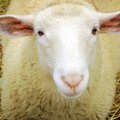 Teadlased lõid esimese lamba ja inimese ristandi