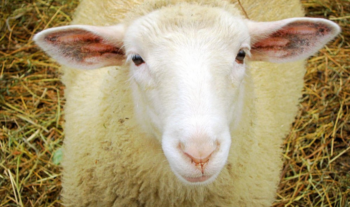 Lihtsalt lammas (Foto: Creative Commons, duchamp)