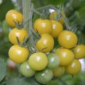 Tähtsad tööd tomatimajas