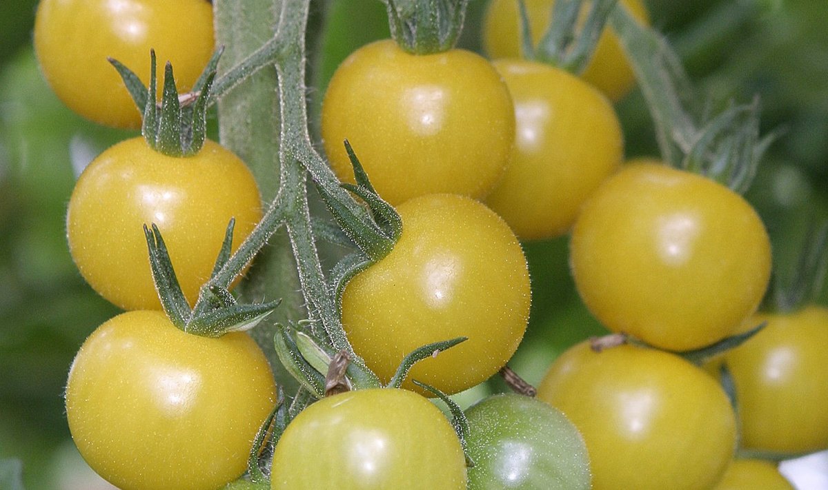 Tomatid kasvuhoones