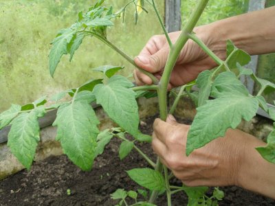 Kõrvalvõsusid näpistage pidevalt, ärge laske neil kasvada üle 5 cm pikkuseks. Pildil oleval kasvul lasti meelega suuremaks kosuda, et saaks täpselt näidata, kus tomatitaimel kõrvalvõsud asuvad ja mida nendega tuleb teha.