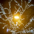 В центре Таллинна появится аллея светящихся дубов. Приходите на праздничное открытие!