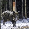 Охотники и свиноводы Эстонии объединились