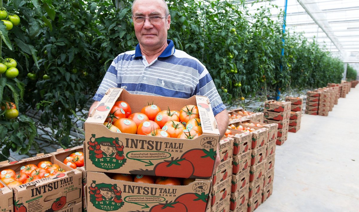 Talupidajal Voldemar Kamenikul tuli ära anda umbes kolmandik nädalasest tomatisaagist.