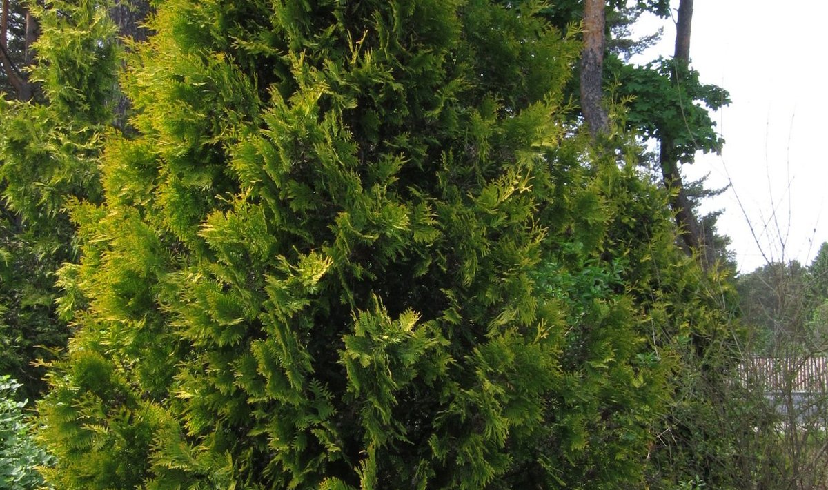 Harilik elupuu 'Yellow Ribbon' Tallinna Botaanikaaias