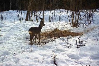 Лизать соль приходили косули