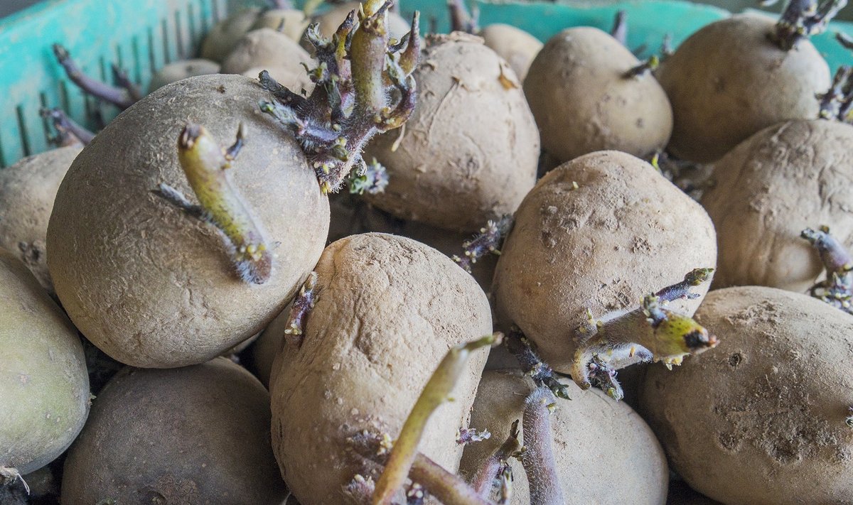 Kas varajane kartulipanek toob kõige varasema kartuli?