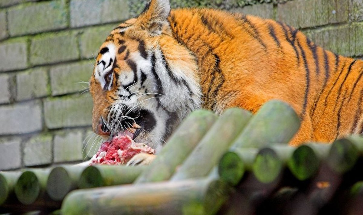 Tallinna loomaaias elav tiiger on haigeks jäänud.
