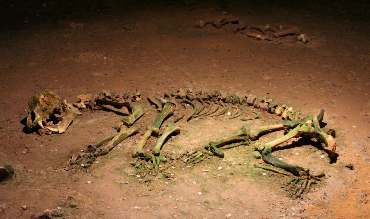 Rumeeniast leitud koopakaru skelett. 