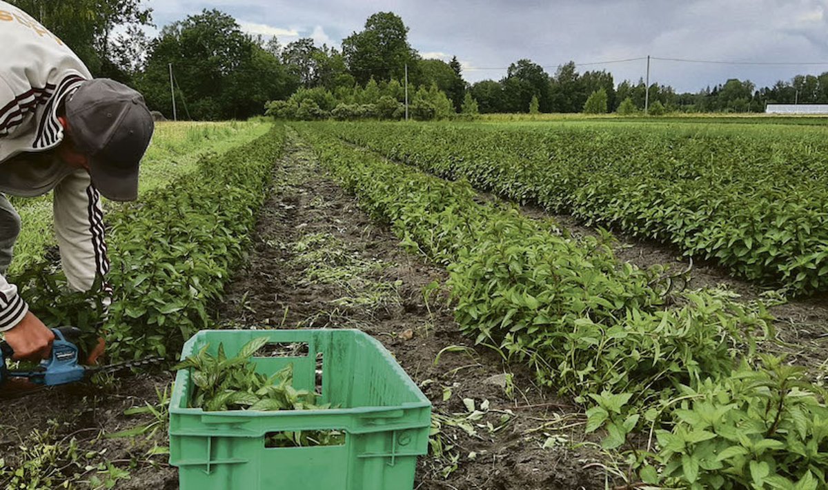Перечная мята в промышленных масштабах: в Эстонии есть хутора, где выращивают лечебные растения специально для массовой продажи. 