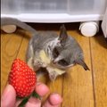 NUNNU VIDEO | Mis see veel on? Galagopoeg näeb esmakordselt maasikat
