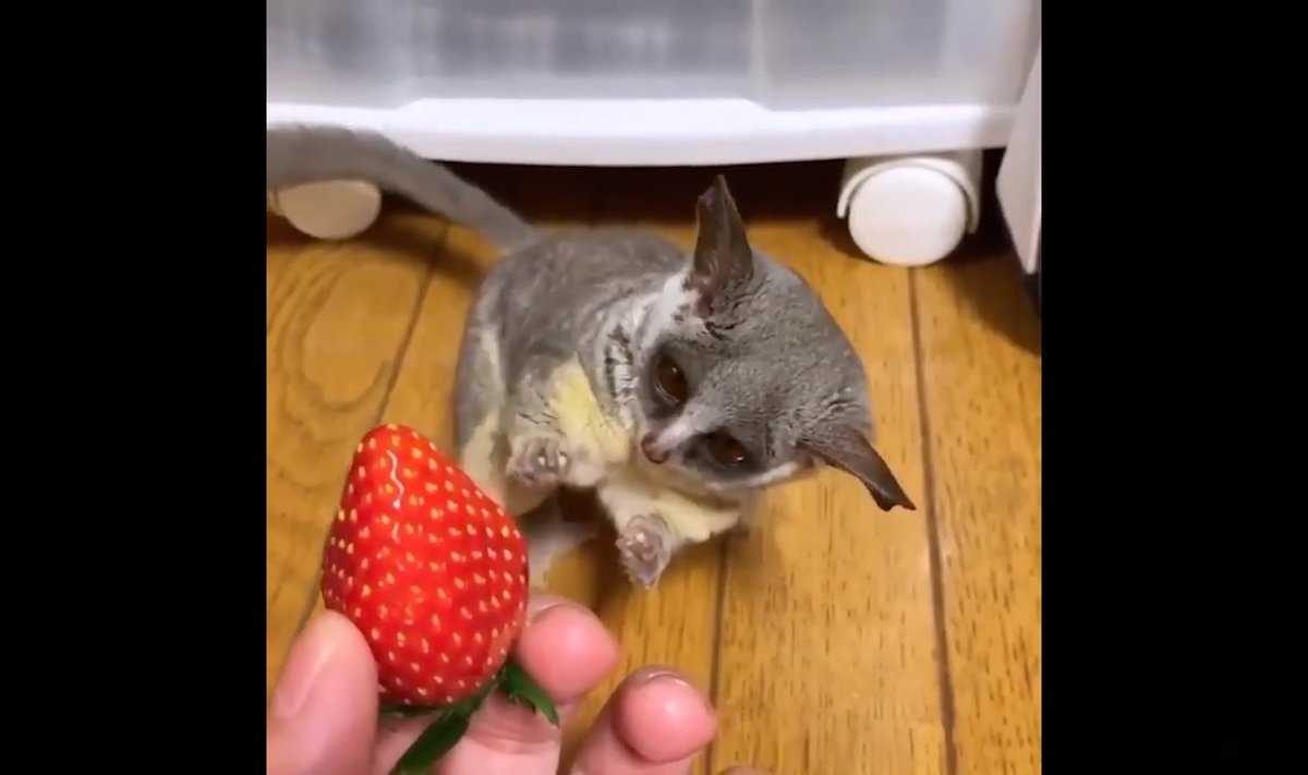 Galago maasikaga