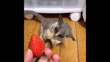 NUNNU VIDEO | Mis see veel on? Galagopoeg näeb esmakordselt maasikat