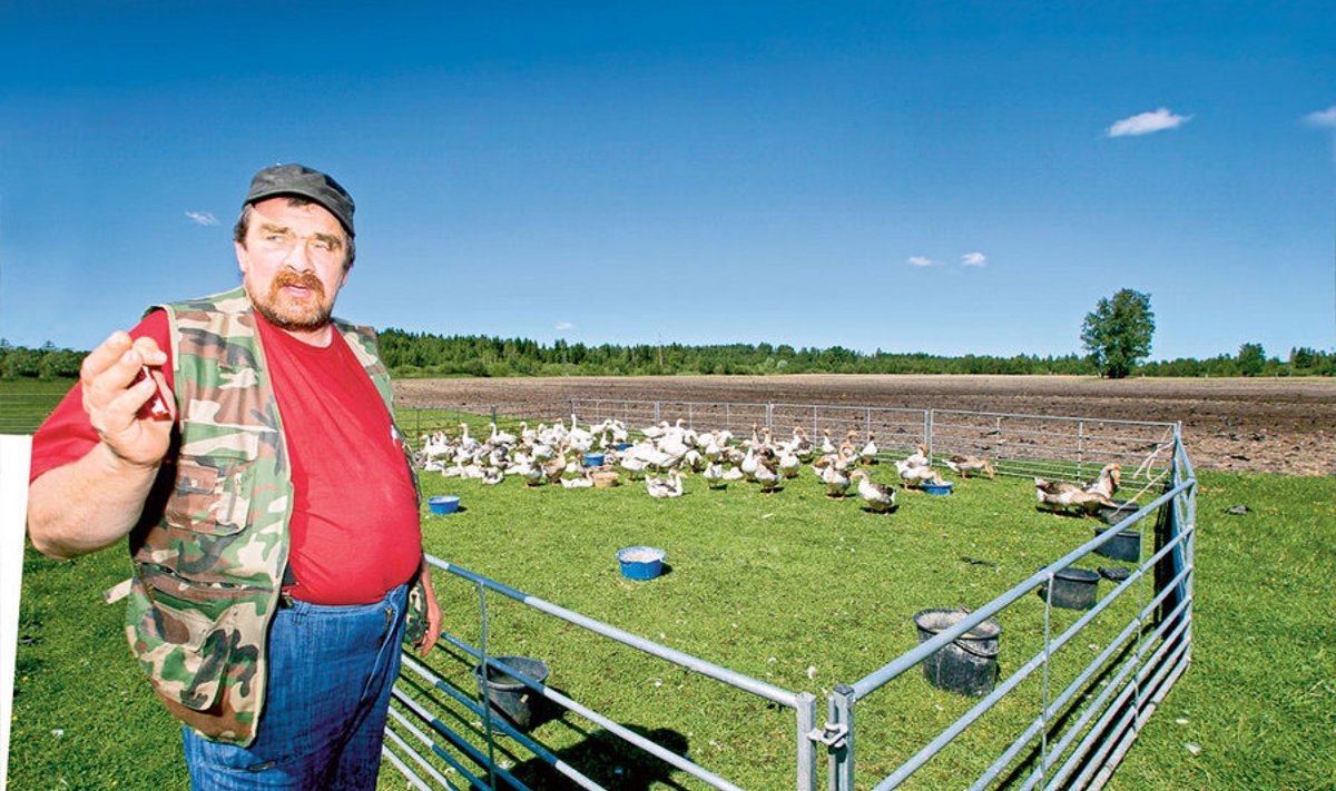 OÜ Kopra Karjamõisa omanik Jüri Koppel peab mahedate veelindude kasvatamisel suureks mureks maheda tibusööda puudumist.