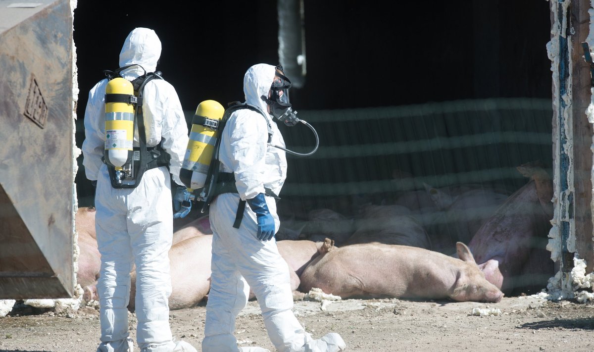 Pilt on illustratiivne ja kujutab haigestunud sigade hävitamist Eestis.