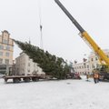 Стало известно время прибытия рождественской ели на Ратушную площадь. Дерево установят уже завтра