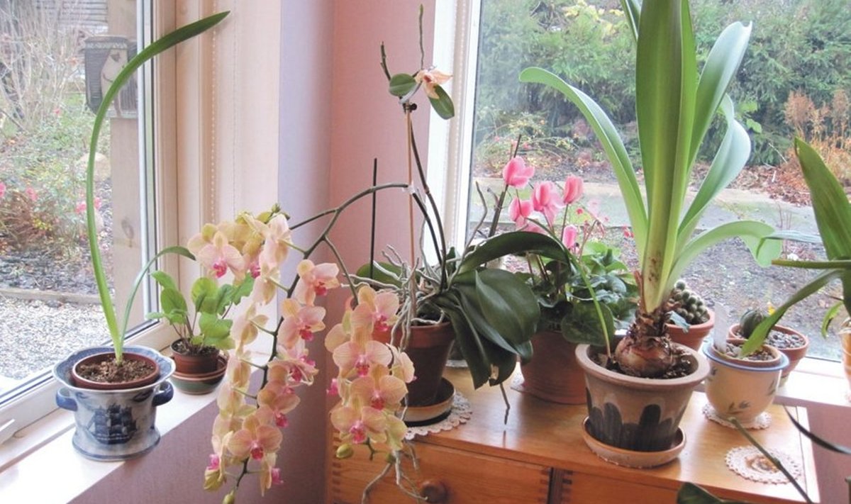 Kodusel lillelaual on tänapäeval kindlasti ka mõni orhidee. Foto: Siiri Liiv
