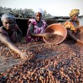 Elevandiluurannikul käärib „ahnus ajab upakile“ kakaokrahh