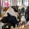Eesti lehmade piimatoodang on tõusnud 22 aastat järjest