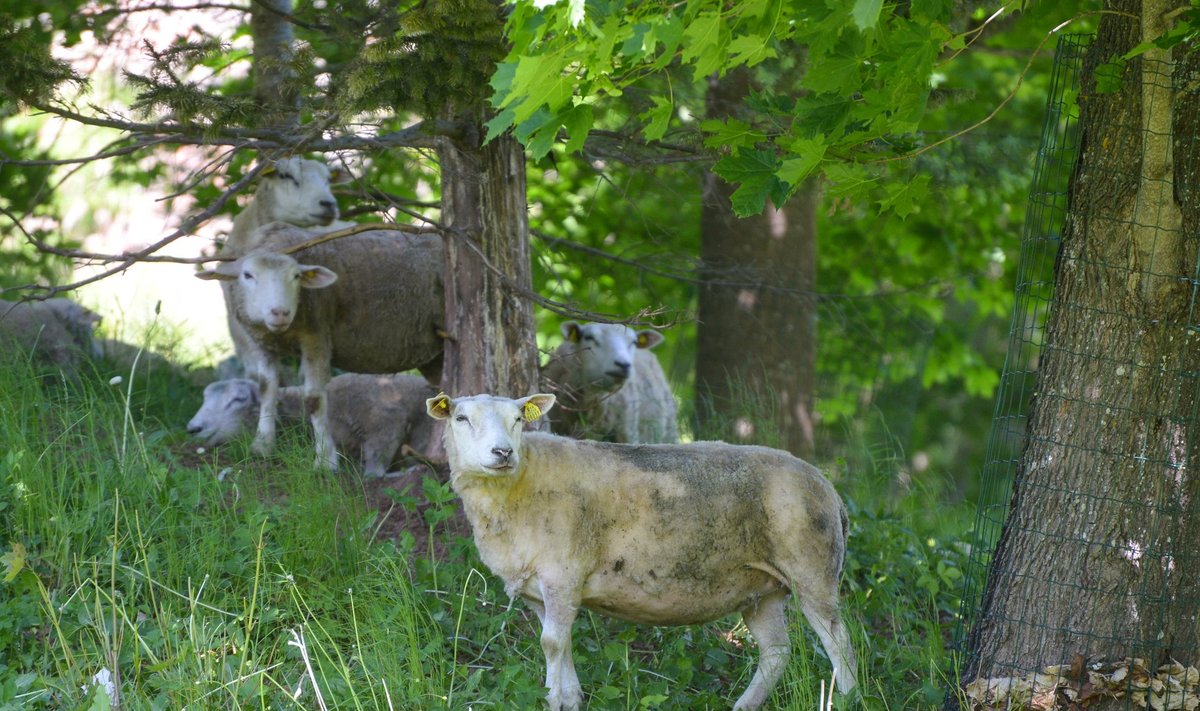 Viljandi lossimägede nõlvale saabusid lambad