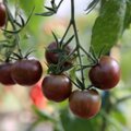 NIPP: Kuidas päästa veninud tomatitaimi?