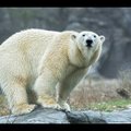 VIDEO | Vaata esimesi kaadreid jääkaru Norast Viini loomaaias!