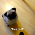 VIDEO | Pruudi koerale natsitervituse selgeks õpetanud mees lõpetas kohtu all