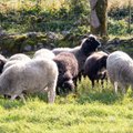 AMET HOIATAB | Euroopas levivad lammaste ja kitsede rõuged võivad jõuda esimest korda Eestisse