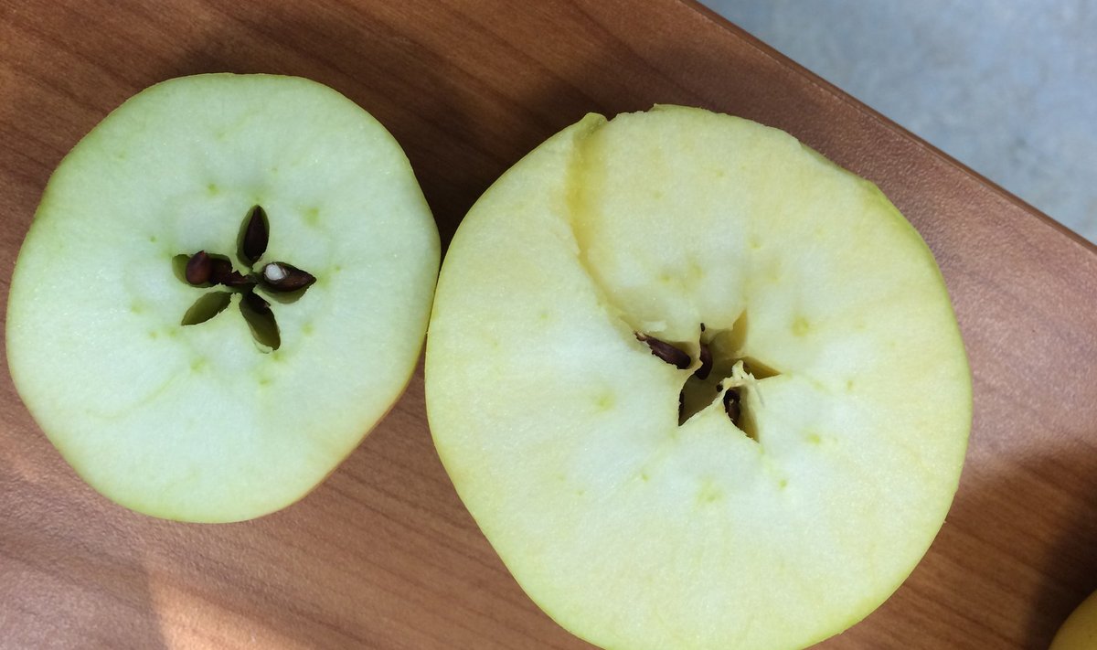 Õunad ristlõikes: väike on 'Liivi kuldrenett', suur Mulgi Õuna müüdud õun, mille päritolu ja sort on siiani teadmata.