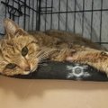 Kurb uudis: Delfi lugejatele hinge läinud kass Tipa suri
