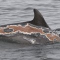 MÜSTEERIUM | Päikesepõlenud delfiiniga seotud uus juhtum hämmastab teadlasi