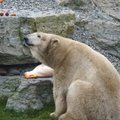 Очередная трагедия: в Таллиннском зоопарке опять умерли все детеныши белой медведицы