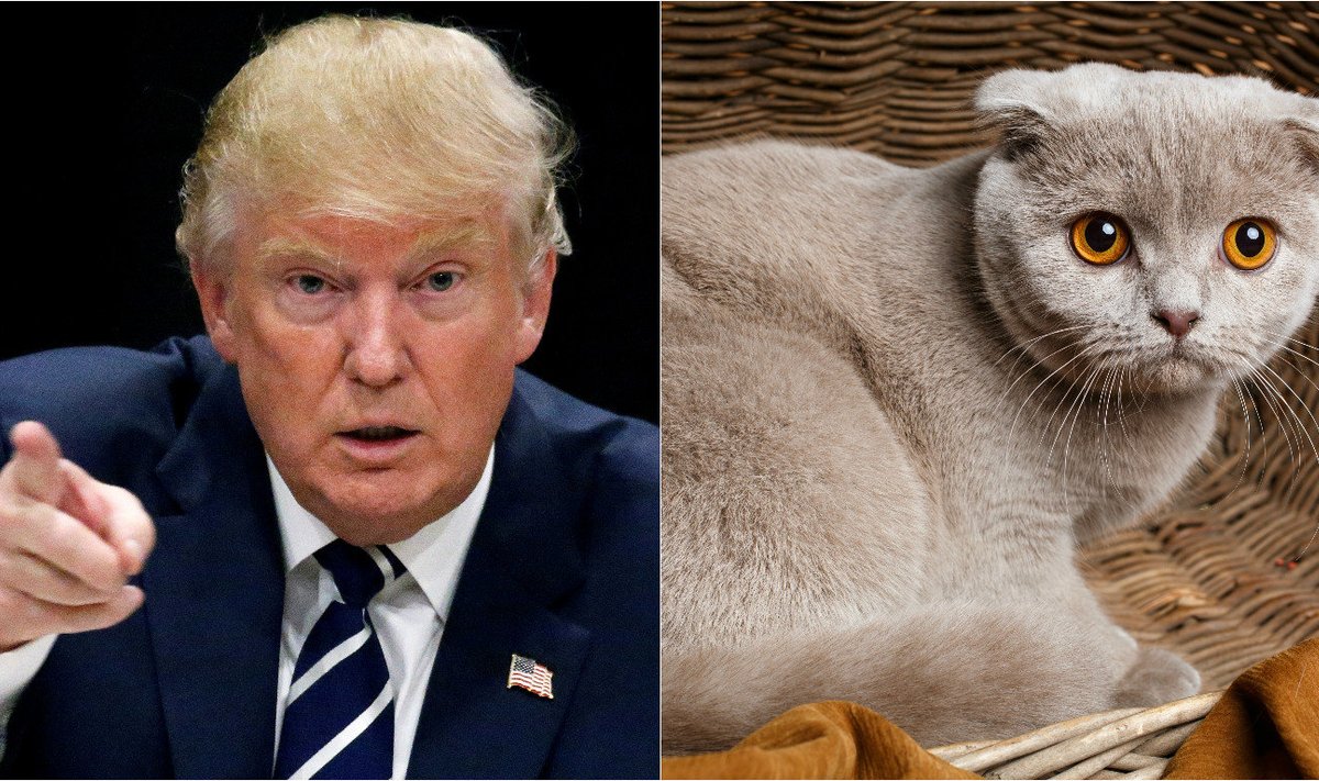 Donald Trump, kitten