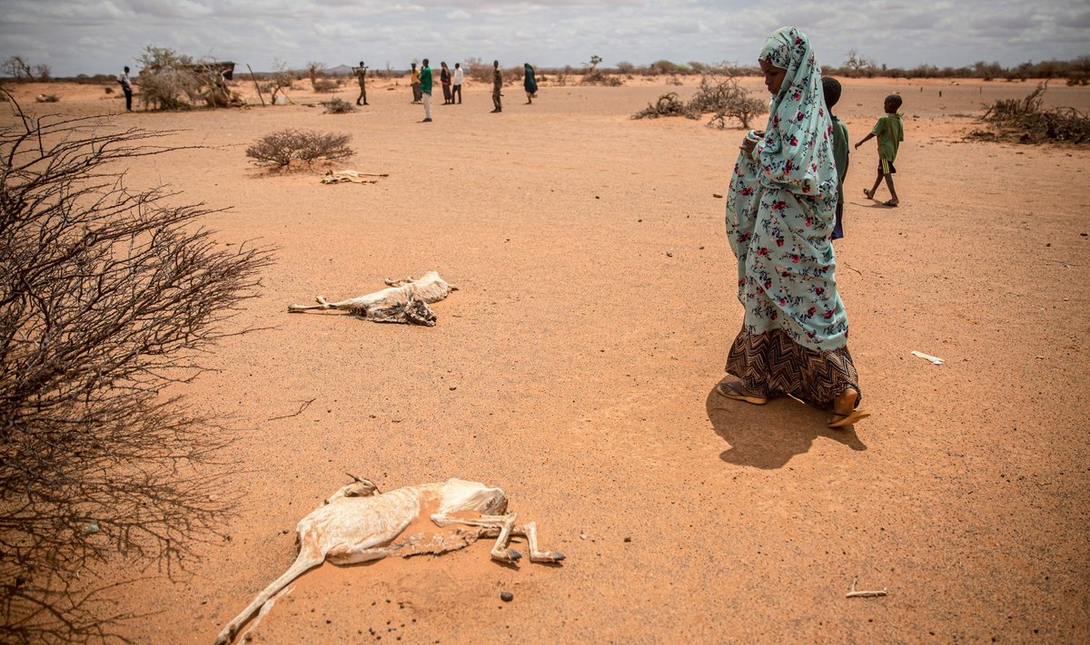 PÕUA JA NÄLJA TULEMUS: Somaali laps möödumas nälga ja janusse surnud kitsede korjustest. 