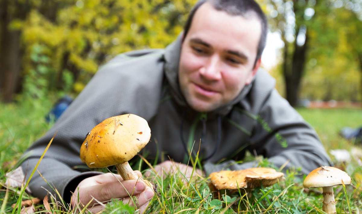 Mükoloog Leho Tedersoo armastab seeni ka süüa. Ta eelistab kivipuravikke, ent pildil on tema uuriva pilgu all Cortinarius triumphans ehk kollane vöödik. 