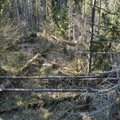 GRAAFIKUD JA TABELID | Kaitsealust metsa on Eestis rohkem, kui arvame