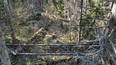 GRAAFIKUD JA TABELID | Kaitsealust metsa on Eestis rohkem, kui arvame